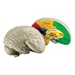 Cross-Section Human Brain Model